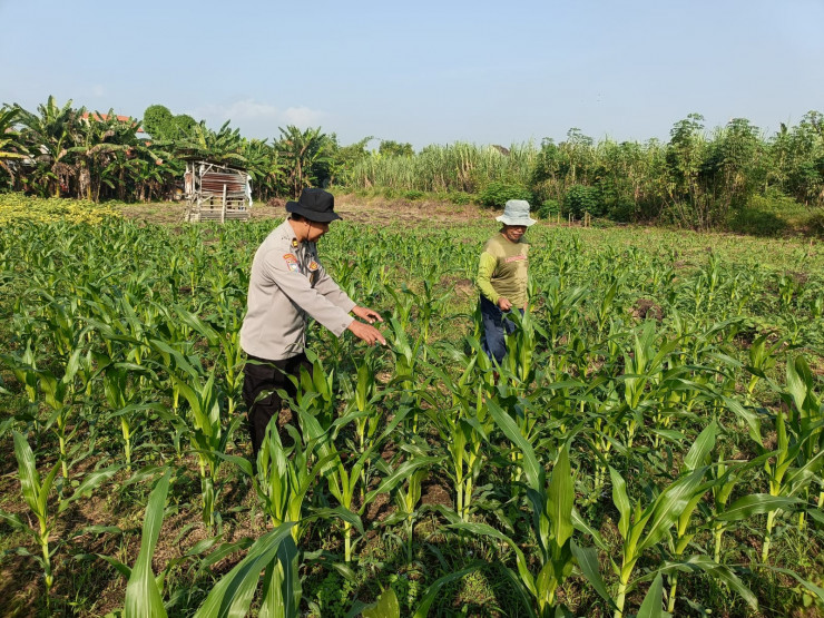 Kanit Binmas Polsek Porong Pantau Lahan Jagung di Desa Kesambi