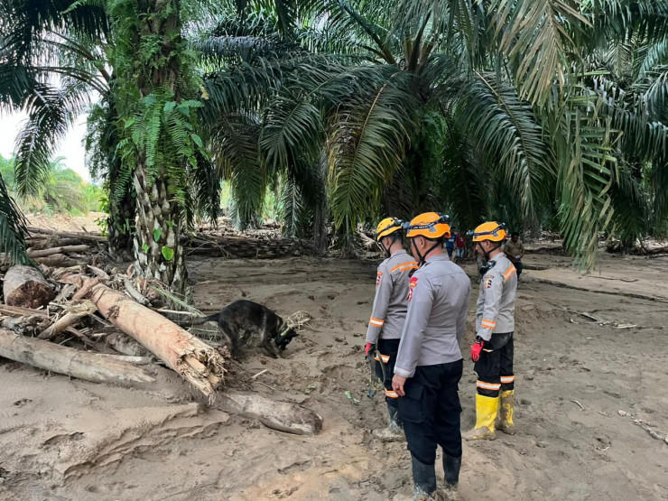 Den K9 Ditpolsatwa Baharkam Polri Berhasil Temukan Satu Korban Bencana Alam di Batang Toru, Sumatera Utara