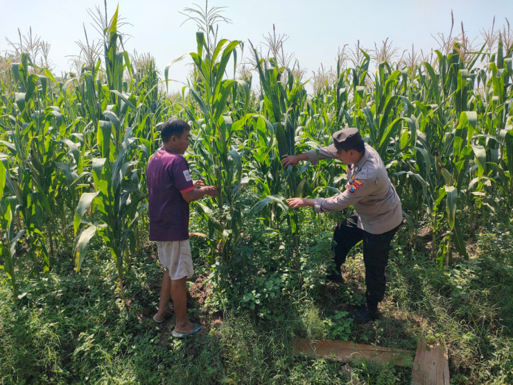 Bhabinkamtibmas Desa Bulang Pantau Perkembangan Tanaman Jagung Dukung Ketahanan Pangan