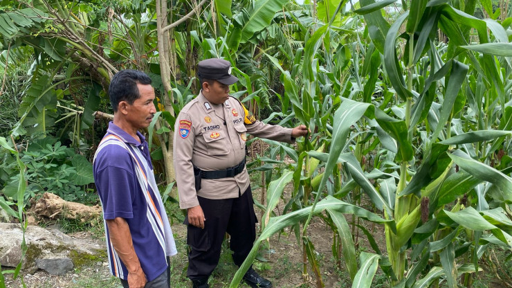 Implementasi Ketahanan Pangan, Tanaman Jagung di Desa Bakung Temenggungan Siap Panen