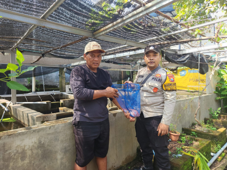 Bhabinkamtibmas Ketajen Tinjau Budidaya Ikan Nila Program P2B