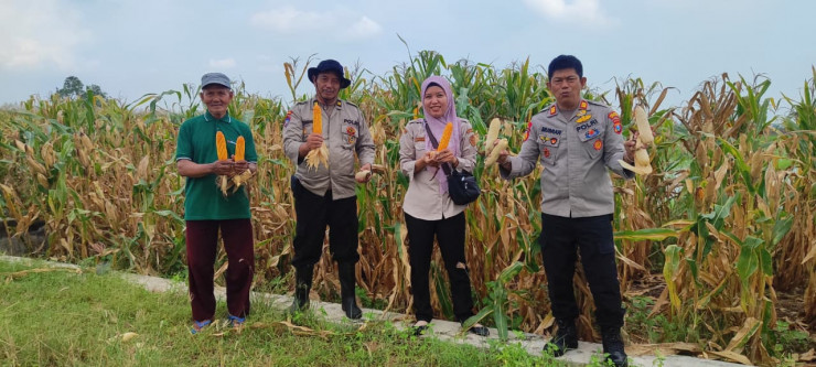 Polsek Tanggulangin Dukung Ketahanan Pangan, Panen Raya Jagung di Desa Randegan