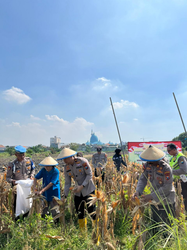 Polsek Taman Panen Jagung Serentak di Lahan Lingkar Mas Sepanjang, Dukung Ketahanan Pangan Nasional