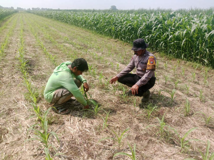 Sukseskan Asta Cita Presiden Sektor Ketahanan Pangan, Polresta Sidoarjo Aktif Turunkan Anggota Pantau Lahan Jagung