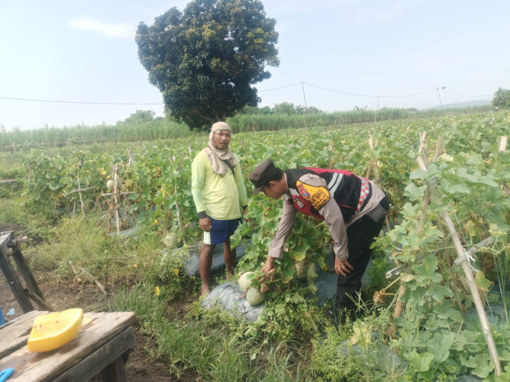 Pengecekan Ketahanan Pangan, Polsek Porong Dorong Budidaya Melon