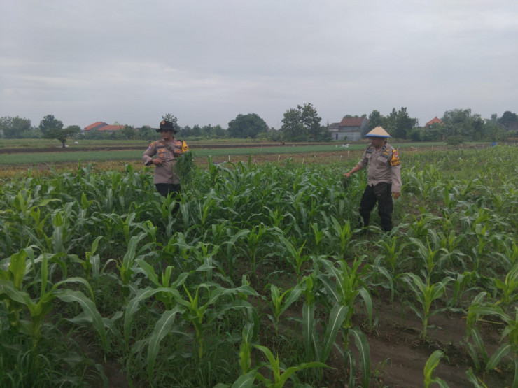 Kanit Binmas Polsek Krembung Rawat Jagung Hibrida Dukung Swasembada Pangan