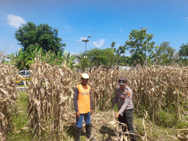 Polisi Pantau Pertumbuhan Jagung, Dukung Ketahanan Pangan di Kecamatan Prambon