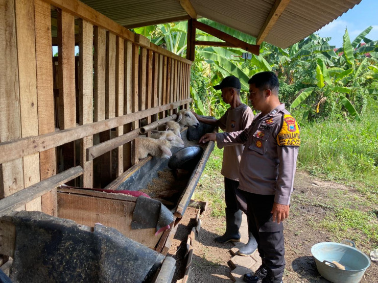 Anggota Polsek Tulangan Pantau Peternakan Kambing untuk Ketahanan Pangan Bergizi
