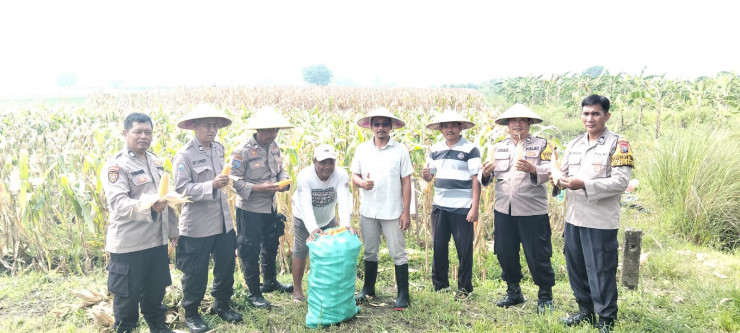 Polsek Tulangan dan Petani Gelar Panen Jagung di Lahan Produktif Desa Pangkemiri