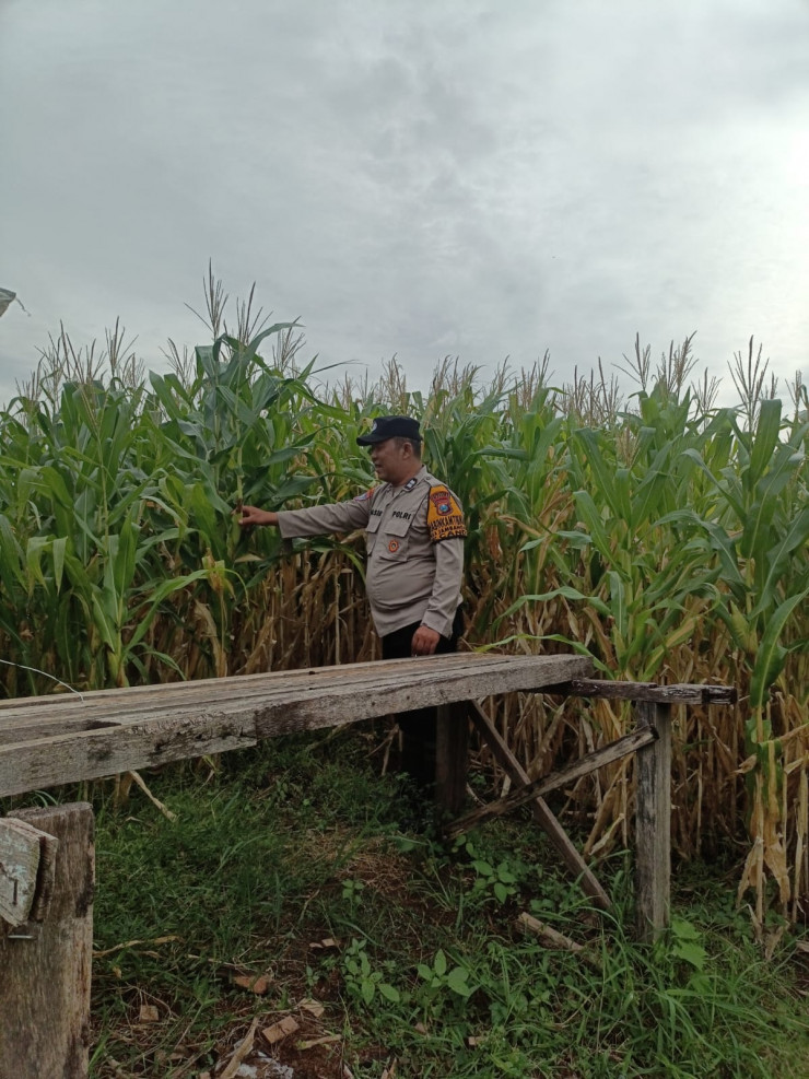 Bhabinkamtibmas Polsek Candi Pantau Pertumbuhan Jagung, Dukung Program Ketahanan Pangan