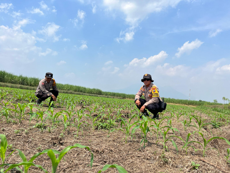 Polsek Krembung Kawal Program P2B di Desa Kandangan untuk Wujudkan Swasembada Pangan