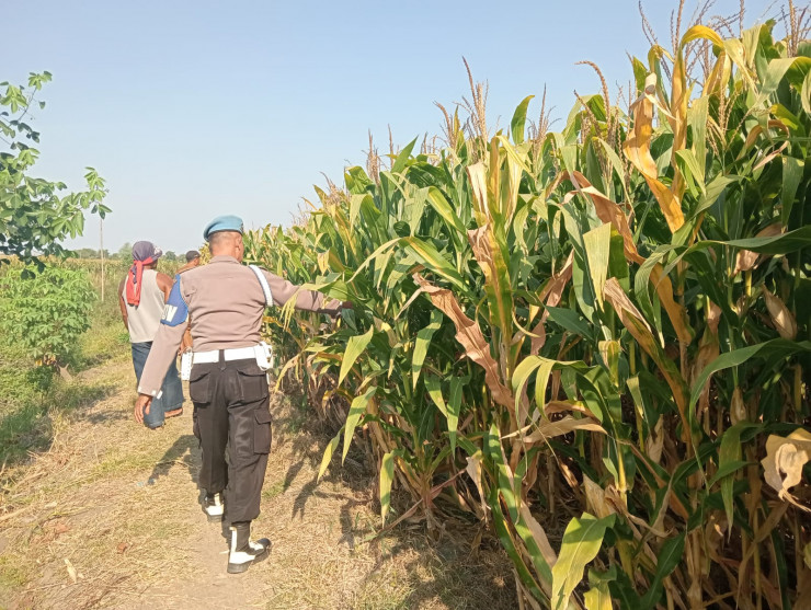 Dukung Swasembada Pangan, Polisi Cek Tanaman Jagung
