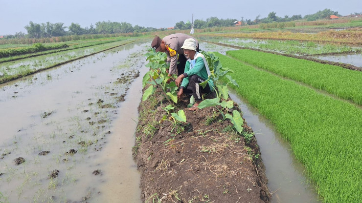 Polsek Tanggulangin Masifkan Sambang Desa, Dukung Ketahanan Pangan Lewat Program P2B